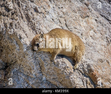 Ein klippschliefer, auch als dassie bekannt, liegend auf einem Felsen im südlichen Afrika Stockfoto