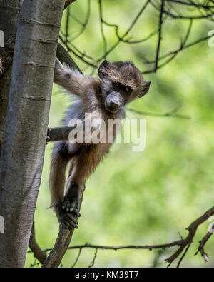Ein Jugendlicher chacma Baboon beobachten, die von einem Baum in der südlichen afrikanischen Savanne Stockfoto