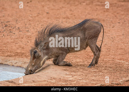 Eine junge warzenschwein trinken aus einem Wasserloch im südlichen afrikanischen Savanne Stockfoto