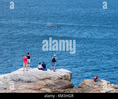 Touristen in Hermanus, Südafrika watching Southern Right Wale vom Land aus Stockfoto