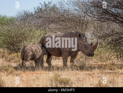 Ein weißes Nashorn Mutter und Kalb in der südlichen afrikanischen Savanne Stockfoto