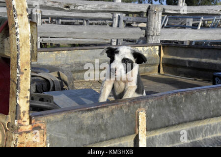 Rinder HUND IN UTE. Australien Stockfoto