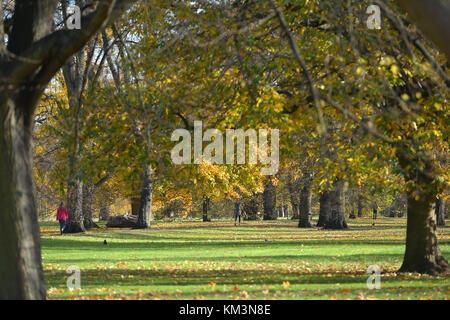 Bäume im Herbst in Kensington Gardens, London. Stockfoto