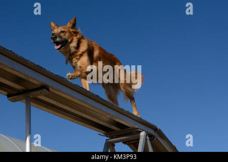 Braun Mischling Hund läuft über agility Hund gehen Stockfoto