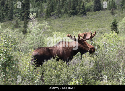 Elche Alaska Stockfoto