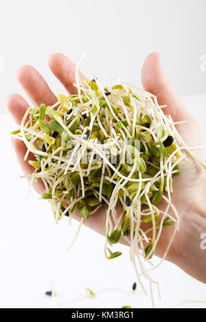 Frische Alfalfa Sprossen isolierten auf weißen Hintergrund Stockfoto