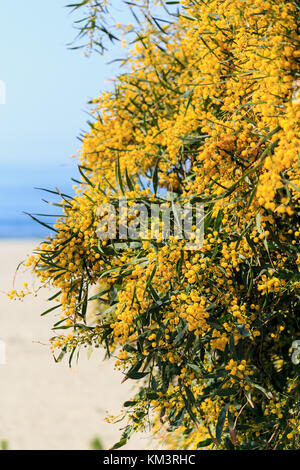 Niederlassungen der blühenden Mimosen Baum. Vertikale Zusammensetzung Stockfoto