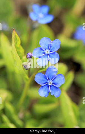 Blaue Blumen von Omphalodes verna, auch durch den gemeinsamen Namen navelwort oder Blau schleichende Bekannt-eyed Mary, am Frühling schließen Stockfoto