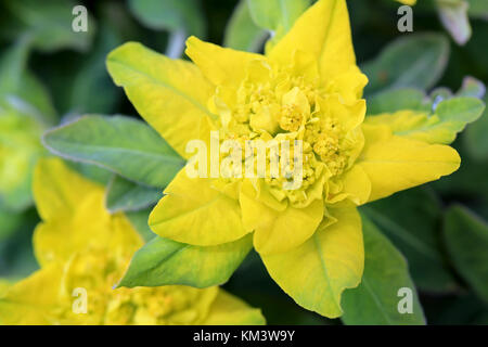 Gelbe Blume von euphorbia polychroma, die gemeinhin als Kissen Wolfsmilch, bis im Frühjahr schließen. Stockfoto