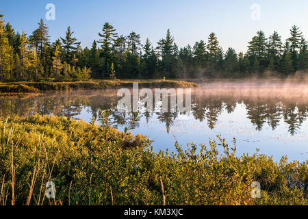 Michigan Misty Morning Wildnis Wald Hintergrund. Nebel steigt aus einem Teich in der Wüste Tahquamenon Falls State Park in der oberen Halbinsel. Stockfoto