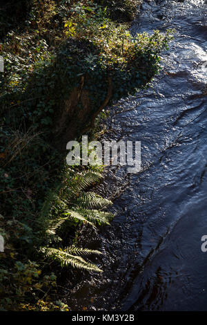 Ufer des Flusses Teign oder ist ein Fluss in der Grafschaft Devon, England. 50 km lang und steigt auf Dartmoor, Riverside, Ufer, Farne, Teign Valley Stockfoto