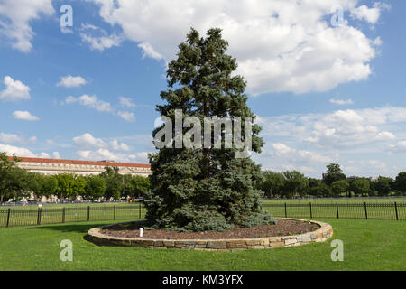 Der National Christmas Tree ist ein großer immergrüner Baum im nordöstlichen Quadranten der Ellipse in der Nähe des Weißen Hauses in Washington, D.C. Stockfoto