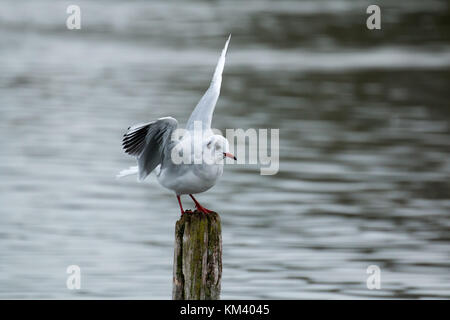 Winter plumaged Lachmöwe Balancieren auf Holz- stumpf. Stockfoto