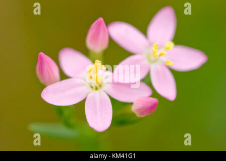 Centaury Blume (centaurium sp.) in einer Wiese, Italien. Stockfoto