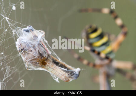 Eine Heuschrecke verfangen in einem Wasp spider (Argiope Bruennichi). in Seide gehüllt. heatlands, baraggia Naturpark, Italien. Stockfoto