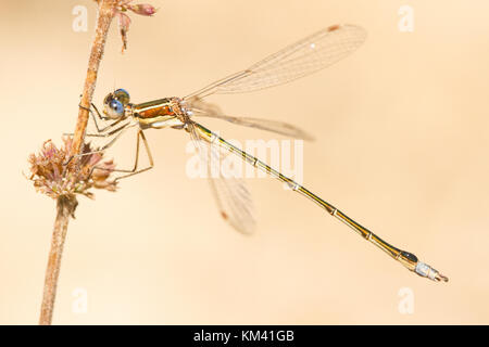 Männliche kleiner Smaragd spreadwing (lestes virens) auf einem Stock. Stockfoto