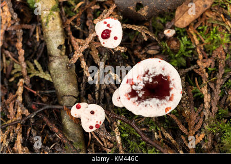 Blutungen Zahn Pilz (hydnellum peckii) wachsen auf den borealen Wald, Isle Royal National Park Stockfoto