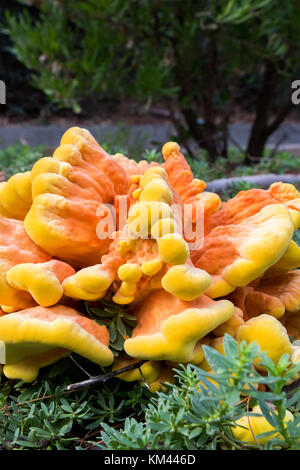 Laetiporus sulfureus Huhn des Waldes Pilz Stockfoto