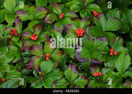 Bunchberry (cornus canadensis) wächst im borealen Wald, Isle Royal National Park Stockfoto