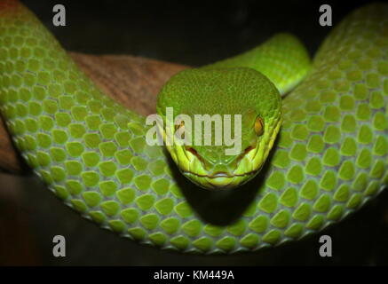 Asiatische Weiß lippig Bambusotter (Ein älterer Name albolabris), auch bekannt als Weiße lippig Green Tree Bambusotter Stockfoto