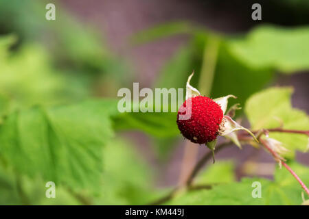 Thimbleberry (rubus parviflorus), Blüte Himbeere im borealen Wald, Isle Royal National Park Stockfoto