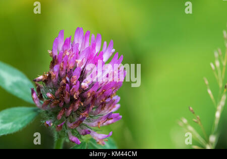 Rotklee (Trifolium pratense) im borealen Wald wächst, Isle Royal National Park Stockfoto