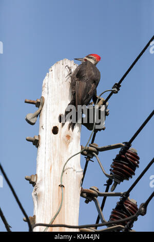 Pileated Woodpecker (dryocopus pileatus) auf ein Dienstprogramm Pol in Isle Royal National Park gehockt Stockfoto