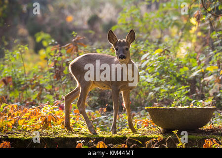 Junges Reh Stockfoto