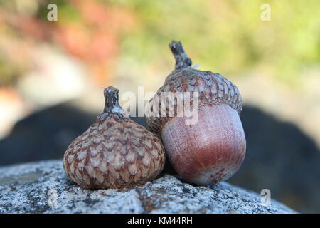 Hutmutter und leeren Acorn cap Festlegung auf einen Felsen nach unten von Eiche Baum gefallen. Stockfoto