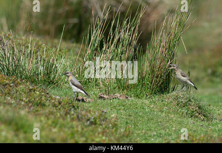 Juvenile wheatears - oenanthe oenanthe bittet Eltern für Essen. de Stockfoto