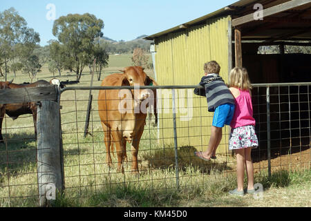 Kinder auf der Farm Gate bei Rindern. Stockfoto