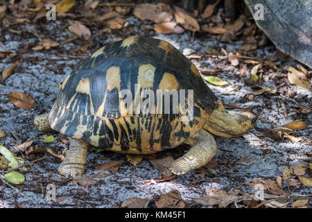 Eine besonders gefährdete abgestrahlte Schildkröte (astrochelys radiata). Madagaskar, Afrika. Stockfoto