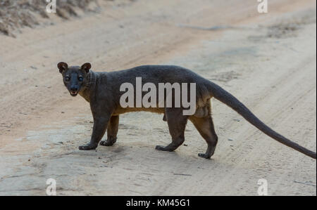 Fossa (cryptoprocta Ferox) eine Katze - wie Fleisch fressende SÄUGETIER in Madagaskar endemisch. kirindy Forest Camp, Madagaskar, Afrika. Stockfoto