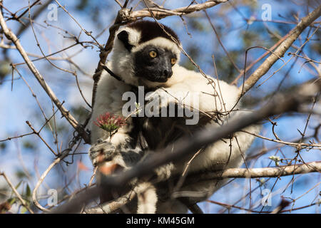 Sifaka Fütterung auf einen Baum. Madagaskar, Afrika. Stockfoto