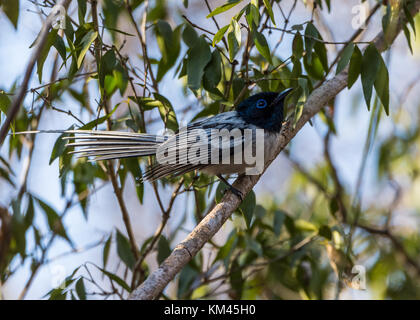 Einen männlichen Madagaskar Paradies - Fliegenfänger (Terpsiphone mutata) auf einem Zweig thront. kirindy Forest Reserve. Madagaskar, Afrika. Stockfoto