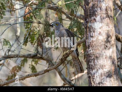 Eine Madagaskar Sperber (accipiter madagascariensis) auf einem Zweig thront. kirindy Forest Reserve. Madagaskar, Afrika. Stockfoto