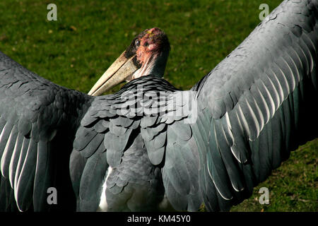 Marabu in Gefangenschaft Stockfoto