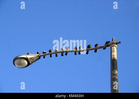 Gruppe von Tauben an der Ampel in Los Angeles, CA, USA Stockfoto