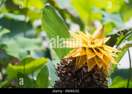 Musella lasiocarpa gelbe Blume von einem chinesischen dwarf Bananenstaude auch genannt Golden Lotus mit grünen Blättern im Hintergrund, Chengdu, China Stockfoto