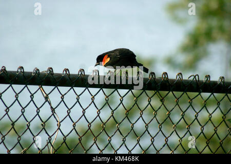 Red-winged blackbird auf Zaun Stockfoto