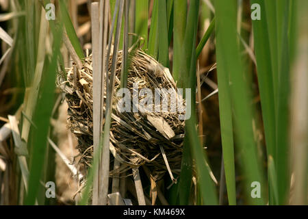 Red-winged Amsel Nest auf cattail Stockfoto