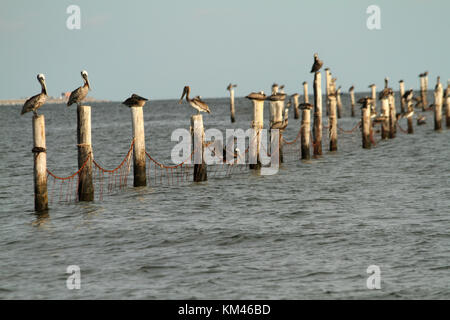 Pelikane auf Pole in der Chesapeake Bay, Virginia Beach Stockfoto