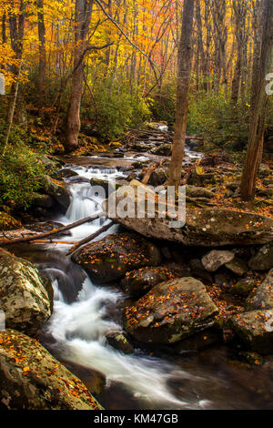 Herbst Stream in den Smokey Mountains entlang der Roaring Fork motor Nature Trail Stockfoto