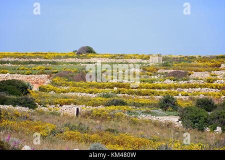 Hübschen gelben Frühlingsblumen in terrassierten Feldern in der Nähe von siggiewi im Frühling, Malta, Europa. Stockfoto