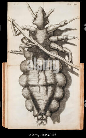 Faltblatt Abbildung: Eine Laus auf ein Haar von 'Micrographia' von Robert Hooke (1635-1703) im Jahre 1665 über seine Beobachtungen durch ein Mikroskop veröffentlicht. Weitere Informationen finden Sie unten. Stockfoto