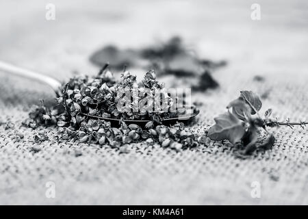 Ocimum tenuiflorum, Samen des heiligen Basilius in einem Löffel auf einem gunny Hintergrund. Stockfoto