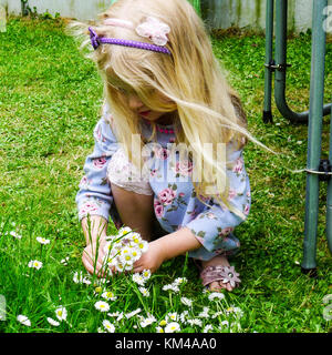 Kind, kleine blonde Mädchen Junge mit langen Haaren, Gänseblümchen pflücken im langen Gras im Garten im Frühling, Irland kleinen Dingen Freude Natur Leben süss Stockfoto