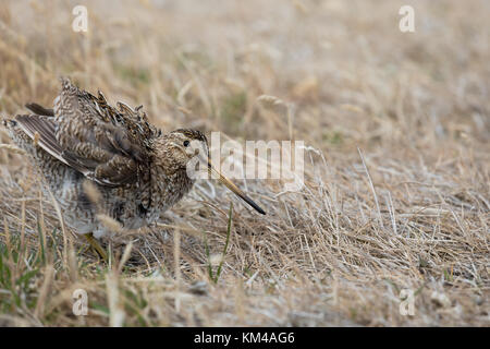 Magellanschen snipe auf Sea Lion Island Stockfoto