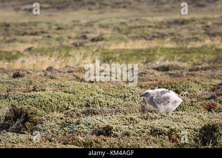 Skua Küken auf der trostlosen Insel Stockfoto