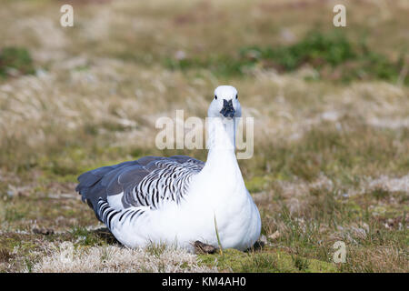 Männliche Upland goose auf Sea Lion Island Stockfoto